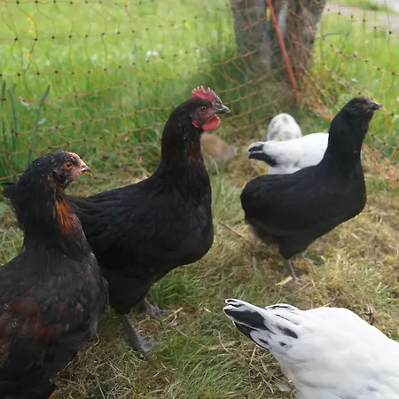 Apartmán Familien-sportappartements Wetzel *