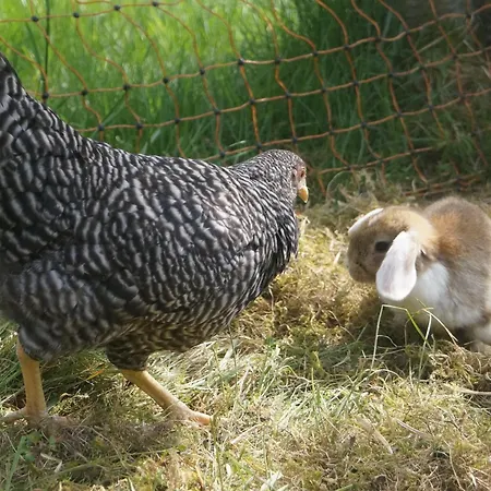 Familien-sportappartements Wetzel Apartmán Menzenschwand-Hinterdorf